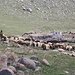 Schafherde mit Hirt beim Elektrowerk oberhalb vom Dorf Արագած (Aragac).