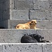 Երևան (Ere͡wan):<br />Friedliche, wohlgenährte Stadthunde.