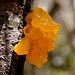 ......Fungo giallo(licheni) su una betulla