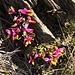 Buchsblättrige Kreuzblume (Polygala Chamaebuxus)