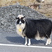Färöer (bei Ljósá, südlich von Eiði) - Überall sind Schafe unterwegs. Hier schlendert ein Vierbeiner ganz vorbildlich neben der Straße entlang.