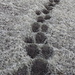 Im Abstieg vom Eiðiskollur - Auf dem steilen Hangabschnitt sind regelrechte Stufen für je einen Fuß "eingearbeitet". Im düsteren Abendlicht wirkt der Grashang wie ein Schwarz-Weiß-Bild, zwei Tage später fehlt übrigens auch das Schwarz ... (es wird Schnee geben).