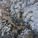 Drahtseil hilft über den Felsgürtel am Risetengrat, es gibt aber auch genügend Haltegriffe – wobei nicht mehr alle angewachsen sind.