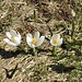 Frühlings-Krokus (Crocus albiflorus)