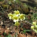 Wald-Schlüsselblume (Primula elatior)