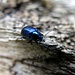Ein metallic-blauer Käfer - mein ex-Auto ;)<br />