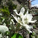 Blüte am Stand