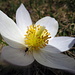 Offene Blüte der Frühlings-Kuhschelle (pulsatilla vernalis) mit kleinem, achtbeinigem Gast