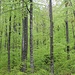 Saftig grüner Wald...