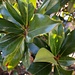 Grossblütige Magnolie (Magnolia grandiflora). Dieser wärmeliebende Baum wächst als Zierpflanze beim Bahnhof von Colmar, die rheinische Tiefebene ist für Mitteleuropa überdurschnittlich warm ist lässt so auch südländische Pflanzen gedeien. Der Baum ist eigentlich heimisch in den südlichen USA.