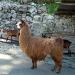 Les "Andes" fribourgeoises :)). Les animaux de la ferme Incrota