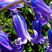 Detail Hasenglöckchen oder [http://de.wikipedia.org/wiki/Hasengl%C3%B6ckchen Hyacinthoides]!
