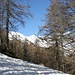 <b>Affrontiamo la salita dell’Alpe Formazzora senza calzare le ciaspole. La neve compatta ci permette di raggiungere il traliccio dell’alta tensione (ca.1740 m) in una mezz’oretta senza problemi. </b>