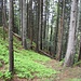 steiler Bergwald