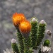 Chiquirahua - eine hier sehr verbreitete Andenblume. Sie hat hier den selben Stellenwert wie bei uns das Edelweiss. Nur ist sie wohl verbreiteter. Sie wächst zwischen ca. 4200m und 4600m