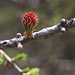 Weiblicher Blütenzapfen der Europäischen Lärche (Larix decidua).