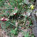 Opuntia ficus-indica, Cactaceae