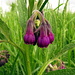 Gemeiner Beinwell, violette Variante