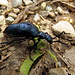 Ein blauschillernder Käfer