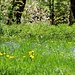 Frühling in den Kitzbüheler Alpen