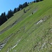 Rund 35° steile Wildheuerplangg in der Südost-Flanke des Chli Horns. Zumeist dar die Wiese fast perfekt, ohne Unebenheiten.