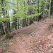 Der Weg nach Oberfiderschen führt schön durch den Wald.
