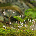 Kleines Moosglöckchen (Linnaea borealis)