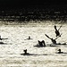Das sah lustig aus: Massenstart der Enten am Lech<br /><br />Una scena spettacolare: affollato decollo di anatre sul fiume Lech