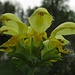 Wunderschöne Blüten: die Goldnessel (Lamium galeobdolon)

Bellissimi fiori: Lamium galeobdolon