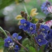 So ein schönes Blau! Gamander Ehrenpreis oder "Gewitterblume"<br /><br />Che bel colore azzurro! Veronica chamaedrys
