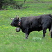Eringer-Rinder auf der Weide über Niwärch-Suone