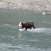 Kuh mit schicker Haartolle beim Überqueren des Matukituki River
