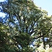 Baum im eleganten Flechtengewand
