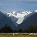 Typisch Neuseeland: Schafe, Gletscher und Regenwald - an der Straße zum Lake Matheson