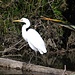 Sehr selten in NZ: ein White Heron