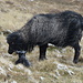 Zwischen dem Slættaratindur und Eiði - Nahe der Straße Eiði - Gjógv harrt ein Mutterschaf neben seinem Lamm im Schneegestöber aus ... 