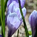 Violetter  Frühlings-Krokus