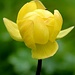 Trollblume - Die Blume gehört zu der Familie der Hanenfussgewächse. Die Art hat ihren Namen nicht etwa vom Fabelwesen, sondern vom Althochdeutschen Wort "troll",was soviel wie "kugelrund" bedeutet.