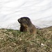 Noch haben die Murmeltiere im oberen Bereich nicht viel zum Fressen. (Franziska Pic)<br /><br />Le marmotte nelle regioni superiori non hanno ancora tanto da mangiare. (Franziska Pic)