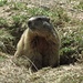 Sieht freundlich aus, dieses Murmeltier... (Franziska Pic)<br /><br />Sembra esser gentile, questa marmotta (Franziska Pic)