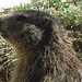 Murmeltier-Seitenansicht (Franziska Pic)<br /><br />Vista laterale di una marmotta (Franziska Pic)