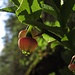 Heidelbeerblüte Nr. 2<br /><br />Fiore di mirtillo nero n.2