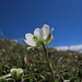 Frühling auf der Hochblasse mit Alpen-Hahnenfuß (Ranunculus alpestris)<br /><br />Primavera sull`Hochblasse con Ranunculus alpestris