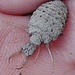 <b>Larva di formicaleone (Myrmeleon formicarius).</b>