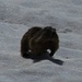 Hoppelndes Murmeltier auf dem Schnee.<br /><br />Marmotta che saltella sulla neve.