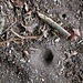 <b>Tana di formicaleone.
La larva del Myrmeleon formicarius usando il suo corpo in una sorta di girotondo all’indietro, disegna dei cerchi concentrici sul terreno che si restringono via via verso il centro. Alla fine del lavoro avrà scavato una buca a forma di imbuto, un cratere di vulcano in miniatura al fondo del quale si acquatta ricoprendosi anche con un po’ di sabbia. 
Una volta afferrato l’insetto con le mandibole, il formicaleone le inietta nel corpo un veleno, che ne scioglie i tessuti, tramutandosi in una poltiglia molliccia pronta per essere succhiata.</b>