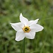 <b>Narcissus poeticus.</b>