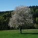 Der Frühling ist auch im Schwarzwald präsent.