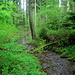 Mittendrin sprudelt der Gehlenbach durch ein einsames Waldtal.
