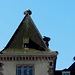 auch in Munster sind viel Dächer und Schornsteine von Störchen in Besitz genommen ...